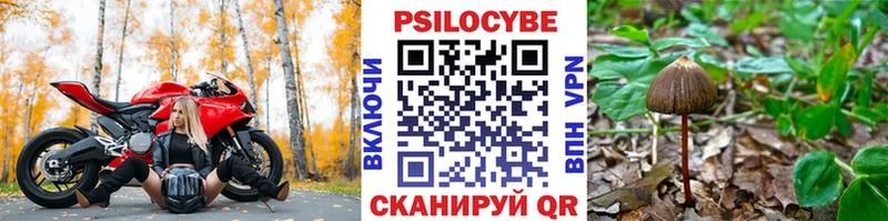 blacksprut ССЫЛКА  Малоярославец  Псилоцибиновые грибы Magic Shrooms 